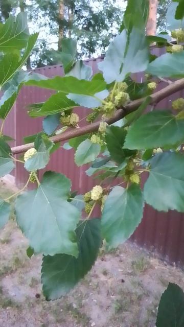 Как растет шелковица.How does mulberry grow. смотреть онлайн