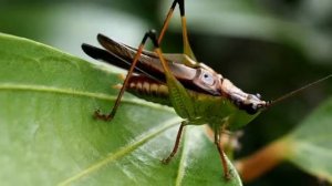 Conocephalus melaenus