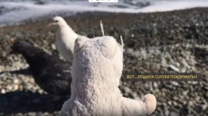 "Ну вот!.. Мышуня решила покормить голубя – что из этого вышло? 😂🍞