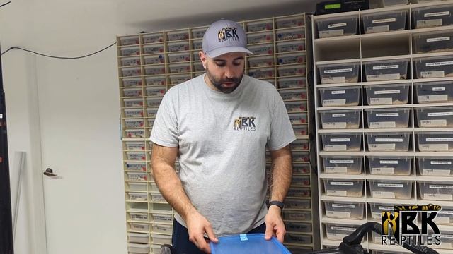 HATCHING BABY LEOPARD GECKOS смотреть онлайн