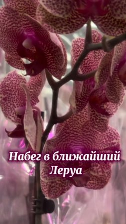Обзор орхидей и других растишек в Лемана, в Люберцах (коротко)