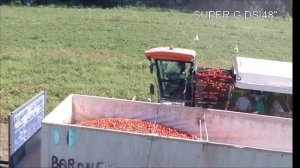 Механизированая уборка помидоров