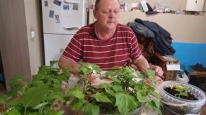 vlog\  моя рассада. (Батат Винницкий розовый)