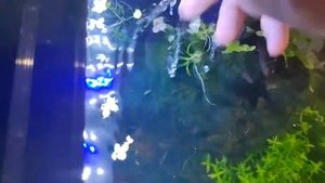 Как удалить ряску из аквариума