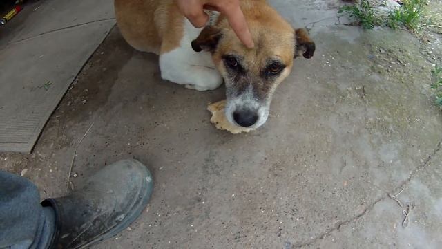 Толстик жадный пес. смотреть онлайн