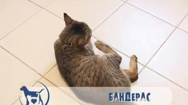 Чекаю на тебе, выпуск № 118 смотреть онлайн