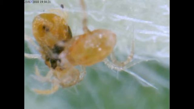 killerbomb persimilis comiendo araña roja.avi смотреть онлайн