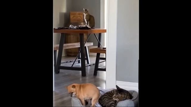Best compilation funny animal videos # 2 смотреть онлайн