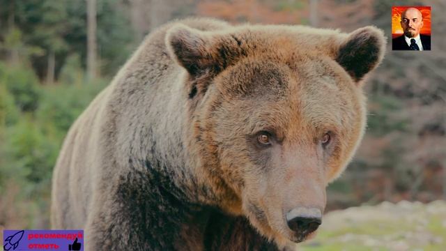 Что надо знать о медведях - Документальный фильм о дикой природе . смотреть онлайн
