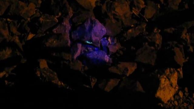 Scorpion hunting after dark! смотреть онлайн