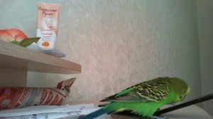 говорящий попугайчик макар