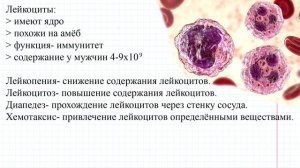 54 Кровь- форменные элементы v2