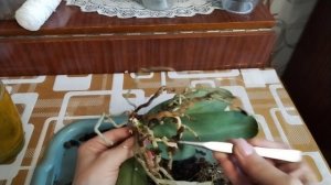 Пересадка орхидеи Жёлтая корова.