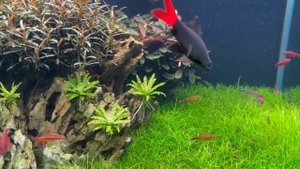 Ивагуми 180 литров