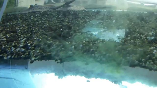 POTAMOTRYGON PEARL PLANETFISH Ancona смотреть онлайн