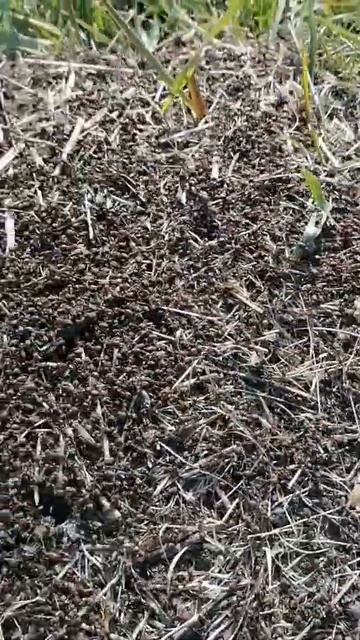 Муравьи начали строить дома, но... смотреть онлайн