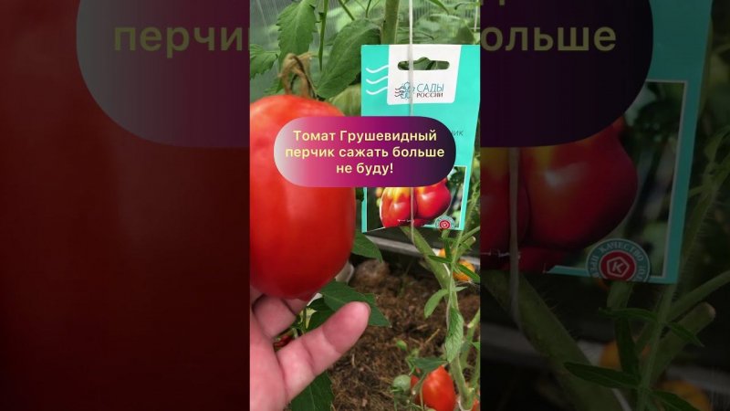 Тестирую 33 сорта помидор. Грушевидный перчик