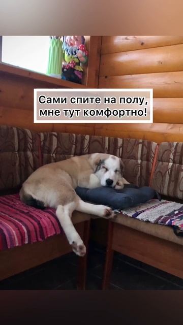 Алабай любит комфорт и спит на диване смотреть онлайн