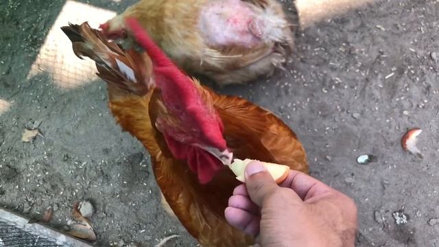 Chicken TV #58: Its Apple Time смотреть онлайн