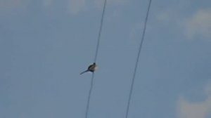 Трясогузка на проводах