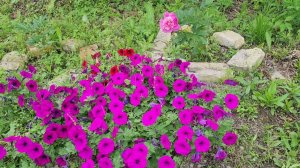 ДАЧА ,ЧИСТИМ КОЛОДЕЦ , ОБЗОР 7.07.2021