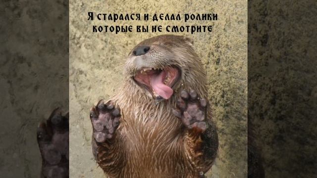 1 года Каналу Смех бобра😭 смотреть онлайн