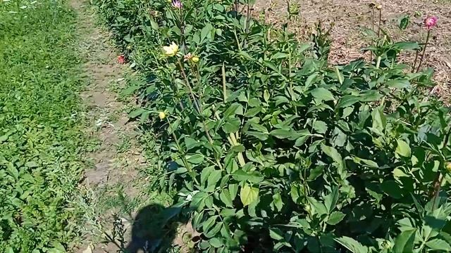 Цветы перед нашим домом смотреть онлайн