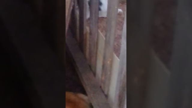 Мои четвероногие друзья)) смотреть онлайн