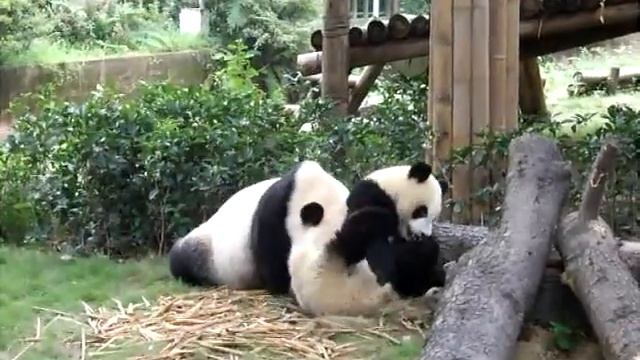 panda-0023 смотреть онлайн