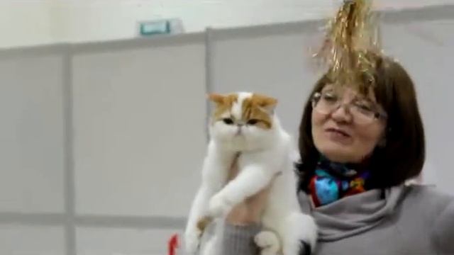 6 апреля 2013. SUMY RUI CAT SHOW - ринг Ольги Ракитных смотреть онлайн
