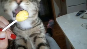 Все любят чупачупс# кот ест леденец#лалипап#кот#чуп#домашниеживотные