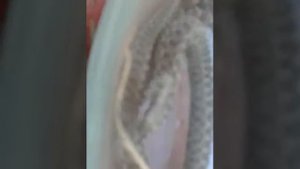 Опасные животные на нашем участке.