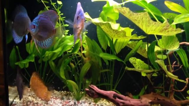 Дискусы 1509 смотреть онлайн