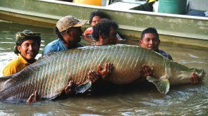 Самая странная рыба в мире АРАПАЙМА.