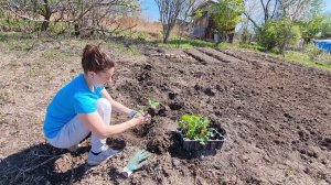 ДАЧА, ПОСАДИЛИ КАРТОШКУ, КЛУБНИКУ, ГЕОРГИНЫ