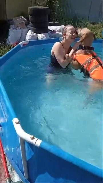 #shorts #дворняжка #собаки #животные #dogshorts #домашниепитомцы #puppy #питомцы #doglover смотреть онлайн