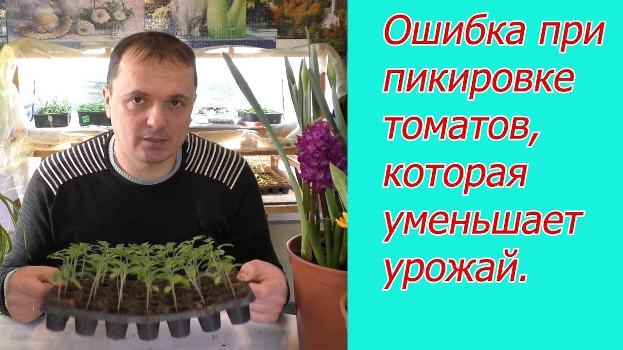 ПИКИРОВКА ТОМАТОВ. Ошибки, которые уменьшат урожай