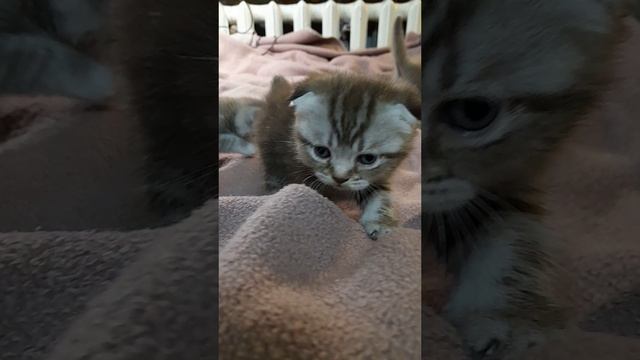 Котята шотландские