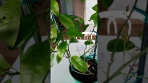 Лайм мексиканский 11 марта