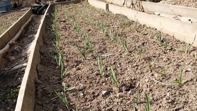 Как правильно вырастить чеснок.