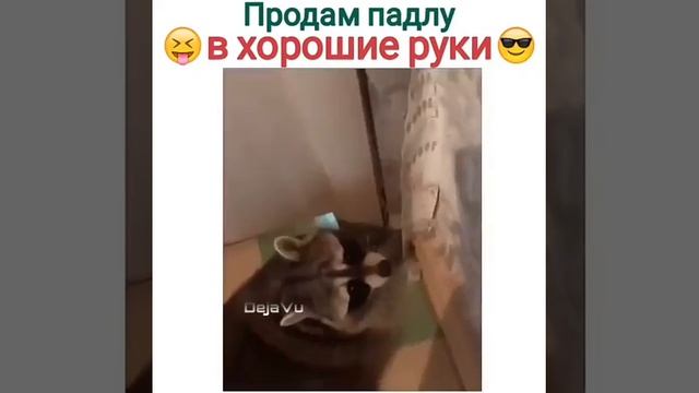 Самый лучший енот смотреть онлайн