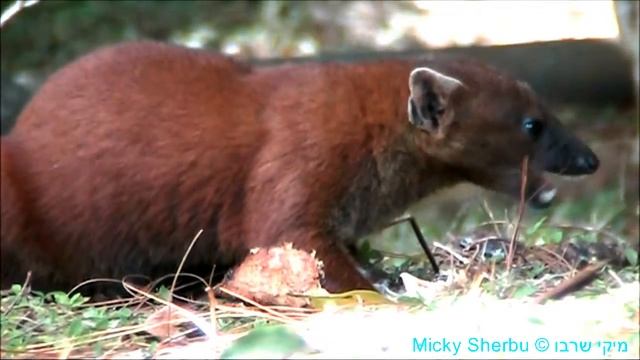 A mongoose prey on a crab, Madagascar смотреть онлайн
