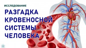 37 РАЗГАДКА КРОВЕНОСНОЙ СИСТЕМЫ ЧЕЛОВЕКА. #ИССЛЕДОВАНИЕ #РЕГРЕССИВНЫЙ #ГИПНОЗ