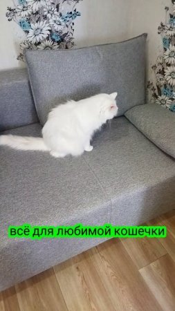 моя любимая муся❤❤❤