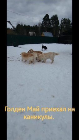 Новый гость.