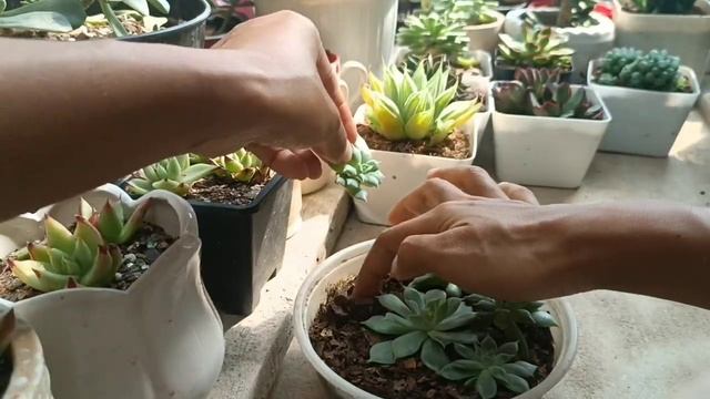 Echeveria Lola. #succulentsforbeginners #plantlovers