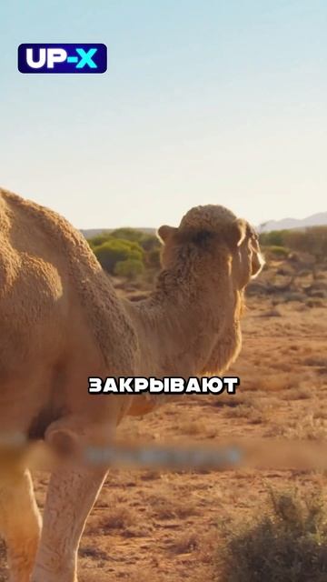 Главная особенность верблюдов #животные #наука #рекомендации смотреть онлайн