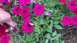 Самая мощная и стойкая петуния - Тайдал черри велюр