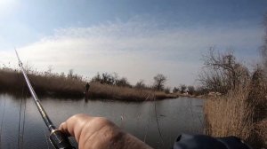 Как наловить много рыбы на поплапопер. Судак и окунь молчат. #поплапопер