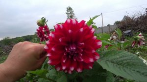 ДАЧА   ВСЁ ЦВЕТЁТ РАСТЁТ КРАСОТА 18.07.2021